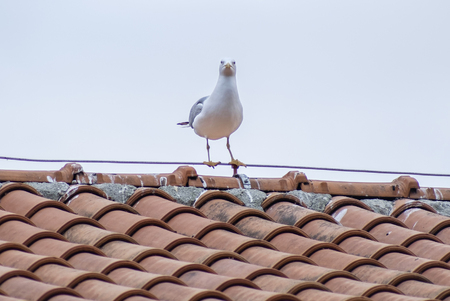Seagull on a roof portrait in parkの写真素材