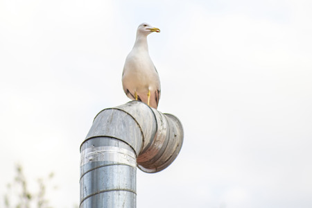 Seagull on a pipe portrait in parkの写真素材