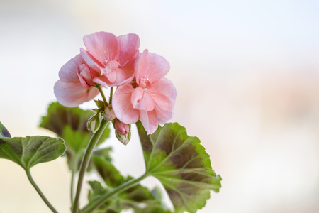 Beautiful spring flowers on the balcony