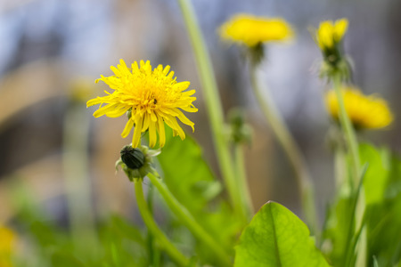 Yellow dandelions and leaves in parkの写真素材