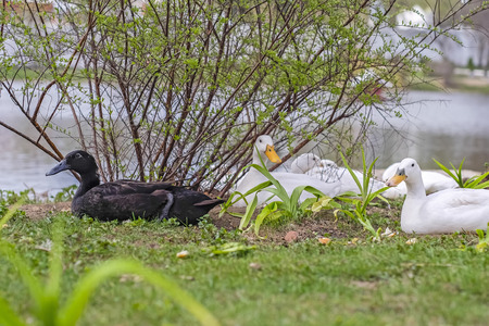 Ducks lay on the grass in the parkの写真素材