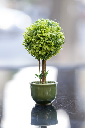 Bonsai tree in green pot on black tableの写真素材