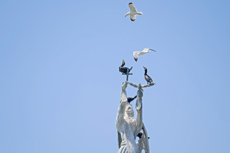 Battle for statue between seagull and black birds 4の写真素材