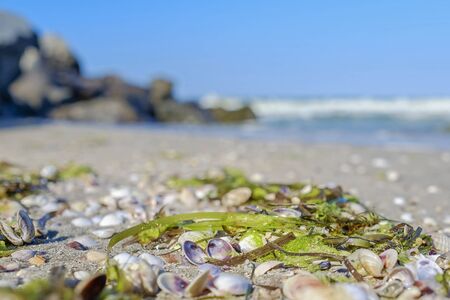 Sandy beach with seashells and seaweed 1の写真素材
