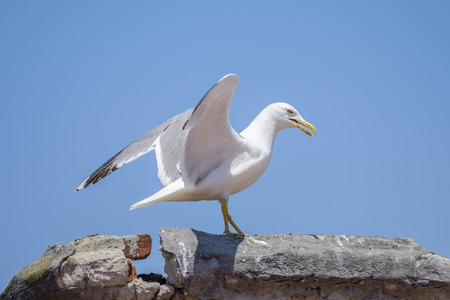 Portrait of city seagull 2の写真素材