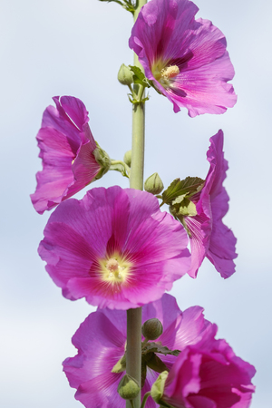 Pink flowers close-up view 1の写真素材