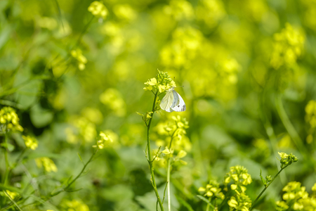White butterfly on field in mountainの写真素材