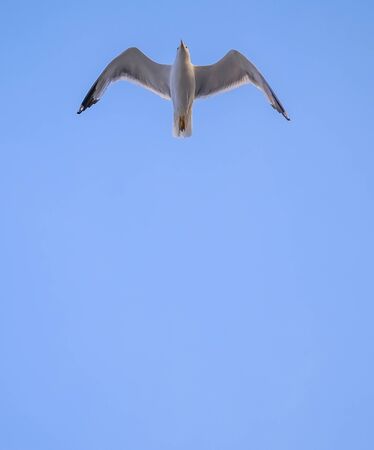 Seagull in blue sky 1の写真素材