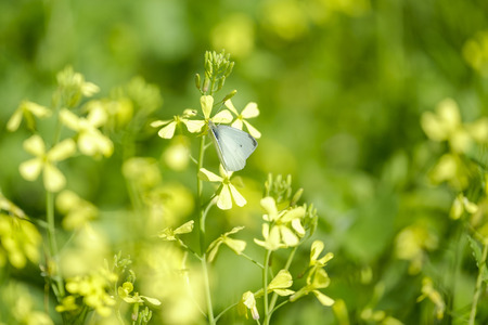 White butterfly on field in mountain 3の写真素材