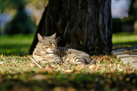 Sunbathing cat in the parkの写真素材