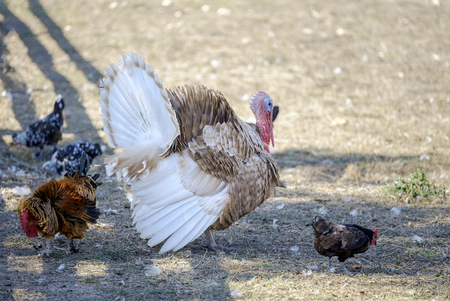 Turkey and chicken aroundの写真素材