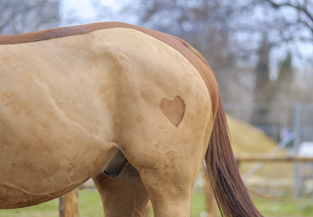 A shaved heart on the foot of a brown horse 1の写真素材