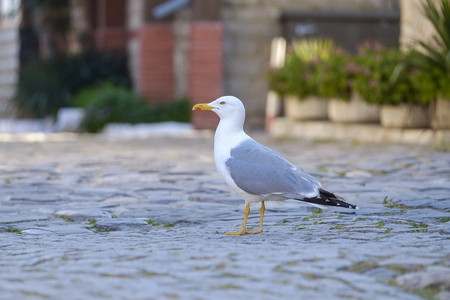 Portrait of a gull on a pavement in the center of the old town 1の写真素材