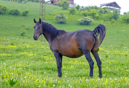 Shredding black horseの写真素材