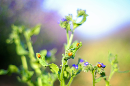 Green plant full of ladybugs 2の写真素材