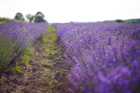 Beds on a beautiful lavender field 4の写真素材