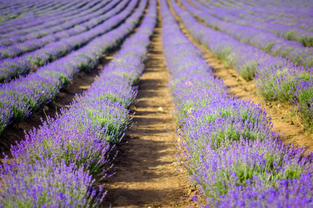 Endless beautiful lavender fields in summer 2の写真素材
