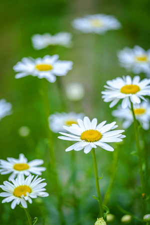 The field of chamomile 2の写真素材