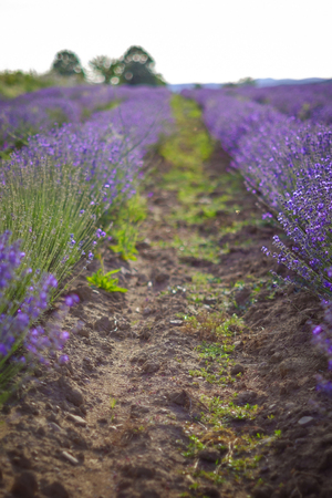 Beds on a beautiful lavender field 3の写真素材