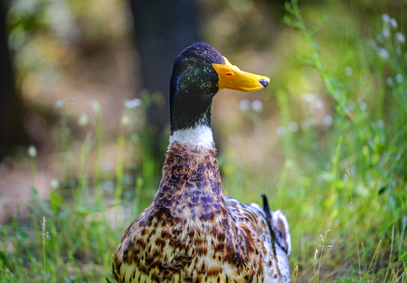 Curious drake posing on the grass near lake 9の写真素材