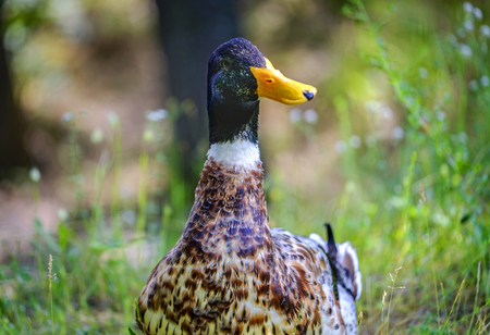 Curious drake posing on the grass near lake 8の写真素材