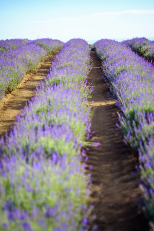Endless beautiful lavender fields in summer 6の写真素材