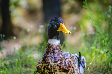 Curious drake posing on the grass near lake 6の写真素材