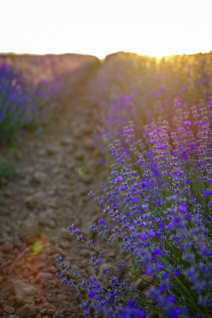 Details of lavender fields on sunset 5の写真素材