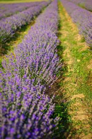Beds on a beautiful lavender field 9の写真素材