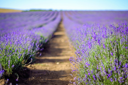 Endless beautiful lavender fields in summer 1の写真素材