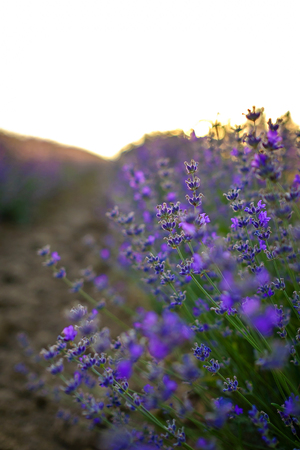 Details of lavender fields on sunset 6の写真素材