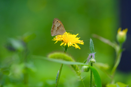 Butterfly on a yellow dandelion with green blurred backgroundの写真素材