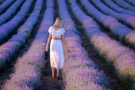 Female portrait from back in beautiful lavender fieldの写真素材