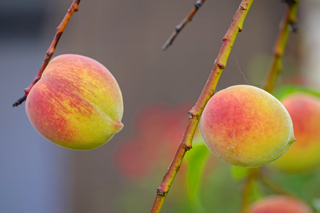 Peach tree in the garden close up view 2の写真素材