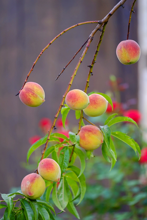 Peach tree in the garden close up viewの写真素材