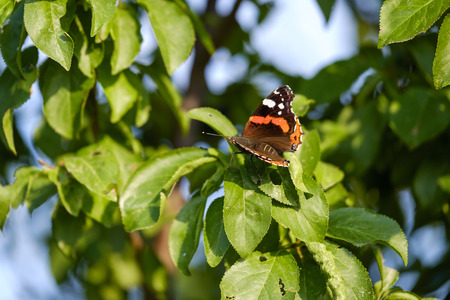 Orange butterfly (Aglais) on tree close-up 2の写真素材