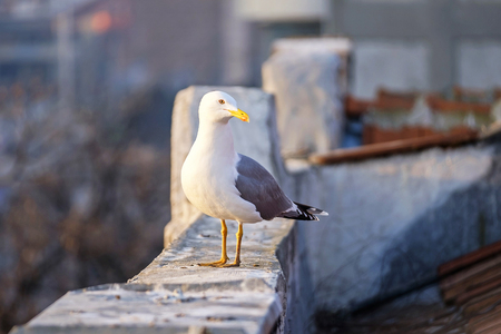 White seagull sits on the city roof close-up 3の写真素材