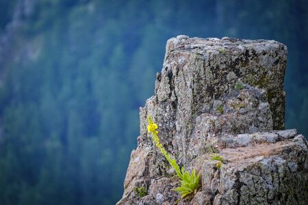 Yellow flower plant growing on top of a mountainの写真素材