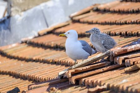 Seagull (Glarus) and baby the tiled roof 2の写真素材