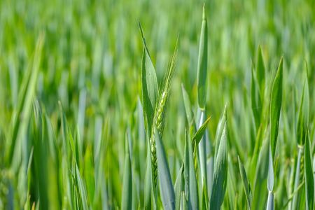 Green wheat field Close-up 1の写真素材