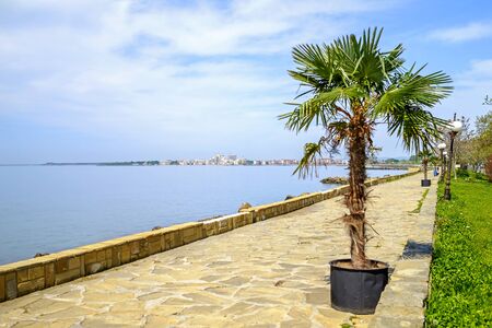 Sea promenade with palm trees in city center 1の写真素材