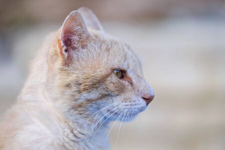 Portrait of serious a red cat with blurred background 3の写真素材