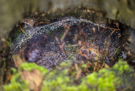 Spider web with raindrops inside a hole in the tree