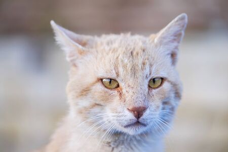 Portrait of serious a red cat with blurred background 2の写真素材