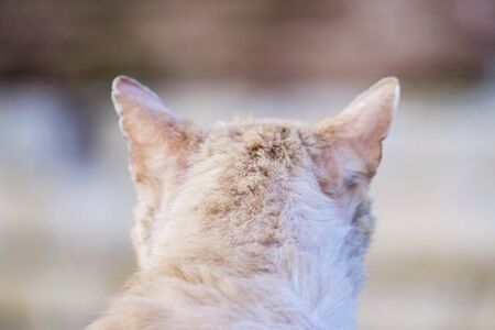 Portrait of a red cat rear view with blurred backgroundの写真素材