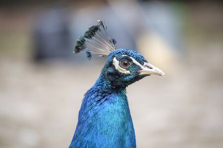 Close-up portrait of a beautiful peacock head 1の写真素材