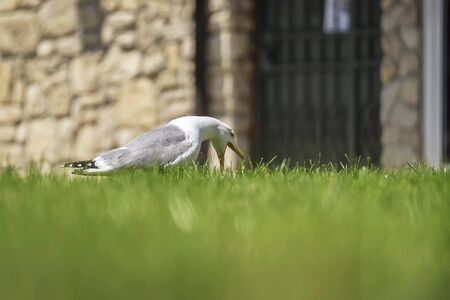 Screaming Seagull with Grass Backgroundの写真素材
