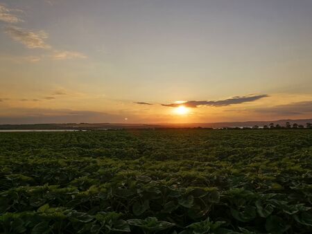 Sunset Over Sunflower Fieldの写真素材