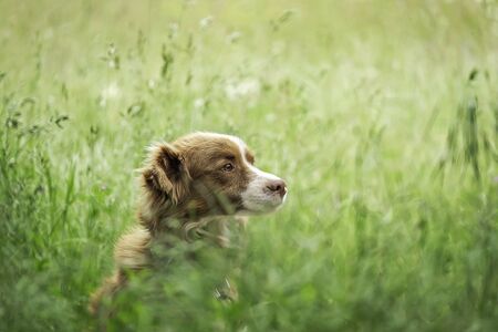 Portrait of a Dog in the Fieldの写真素材