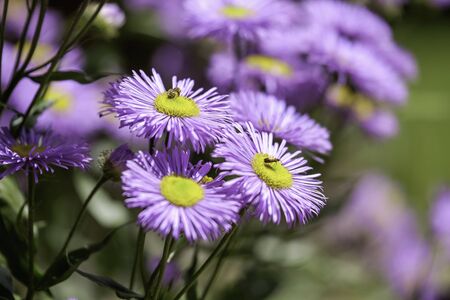 Field of Purple Daisies Close-upの写真素材